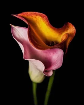 Callas Art Prints